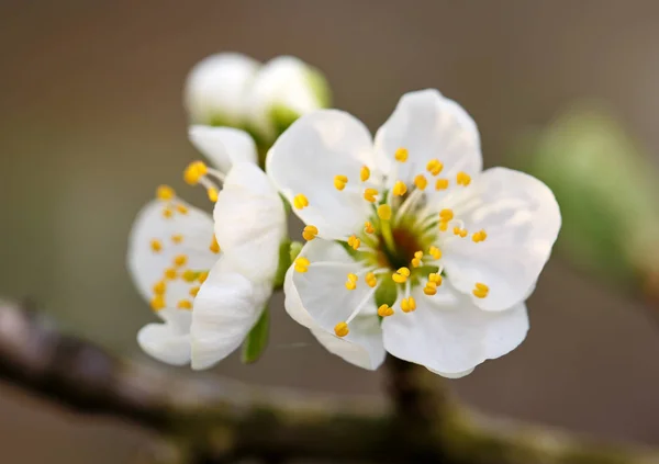 Fleurs blanches fleurissant sur la branche — Photo