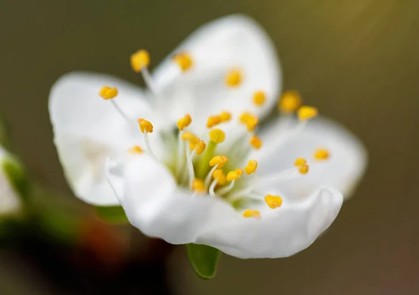 White flowers of cherry blossom on a tree branch — Stock Photo, Image