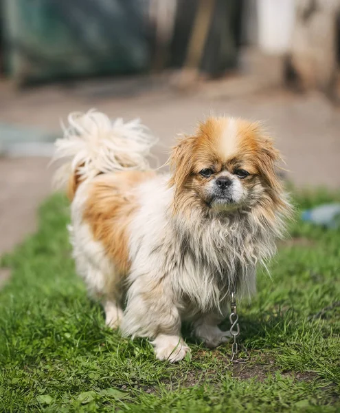 Rolig rödhårig pekingese hund — Stockfoto