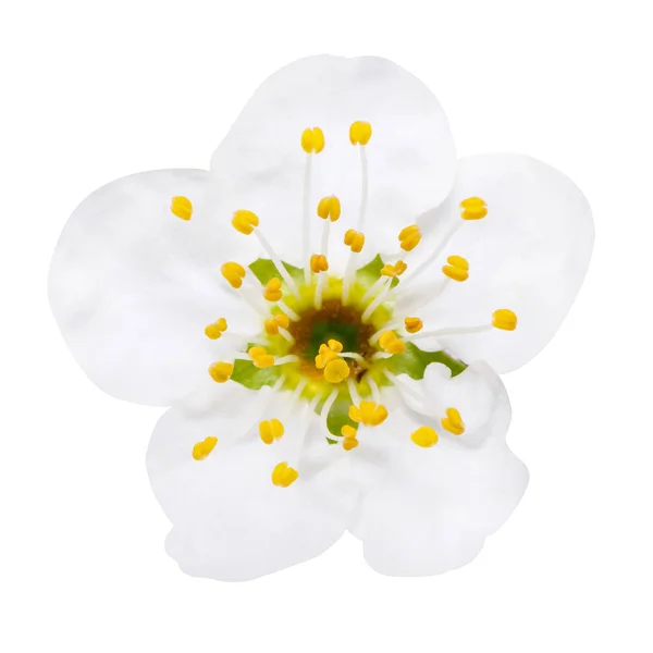 White flowers of plum blossom isolated on white — Stock Photo, Image