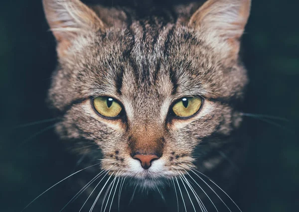 Серйозний портрет кота з жовтими очима — стокове фото