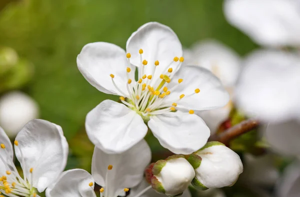 White flowers of cherry blossom — Stock Photo, Image