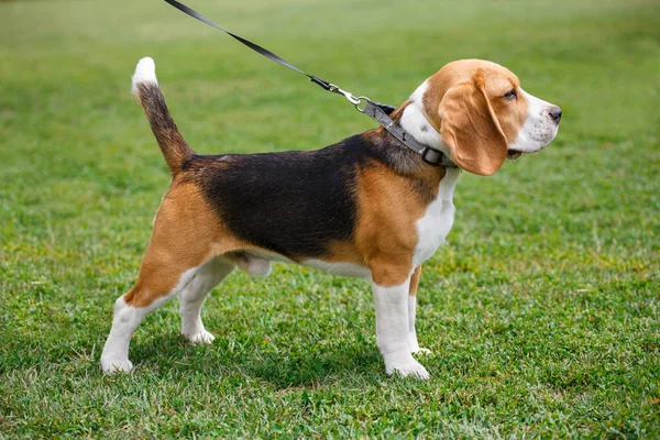Dog breed beagle dog — Stock Photo, Image