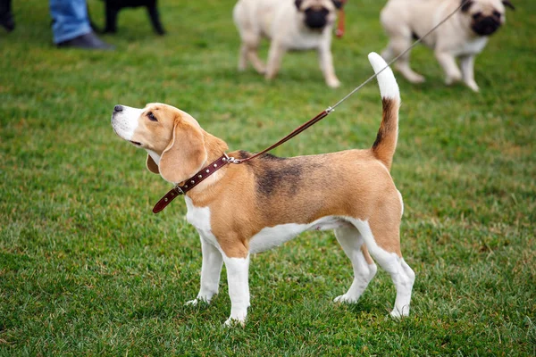 Beagle puppy in breed dog — Stock Photo, Image