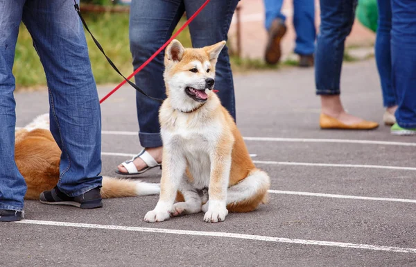 Akita hund på hundutställning sitter — Stockfoto