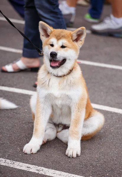 Akita perro sentado con la boca abierta —  Fotos de Stock