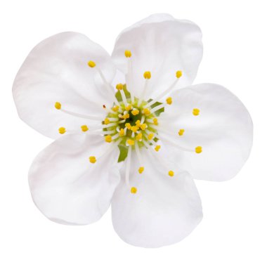 Bahar çiçek Erik çiçekleri beyaz izole