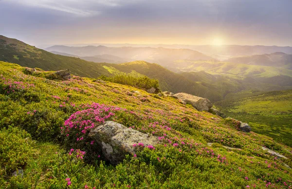Spring landscape in mountains with Flower of a rhododendron — Stock Photo, Image
