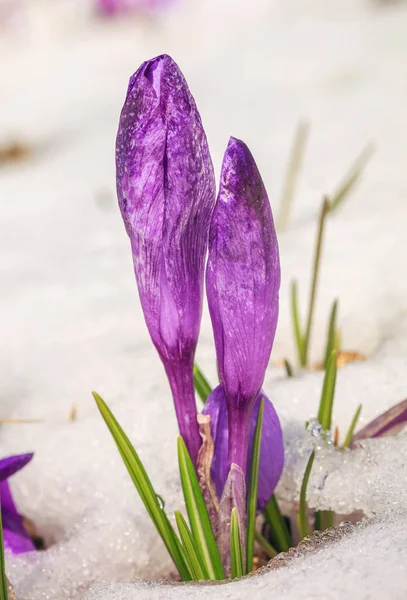 盛开的紫罗兰色番红花，春天雪花莲山雪 — 图库照片