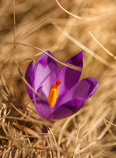 Violet bloeien Krokus in Bergen — Stockfoto