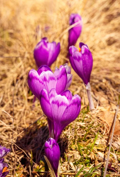 Violet bloeiende Krokussen in Bergen — Stockfoto