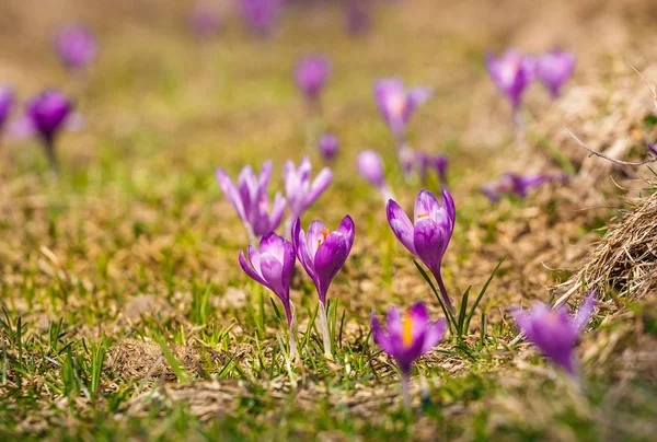 Violet bloeiende Krokussen in Bergen — Stockfoto