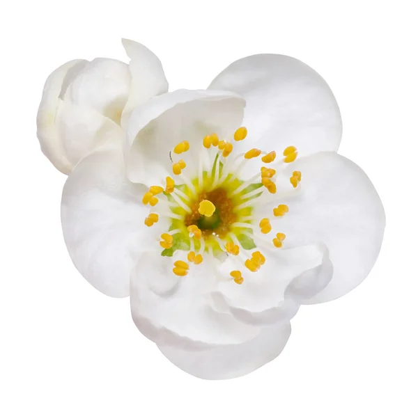 Witte bloemen van plum bloesem geïsoleerd op wit — Stockfoto