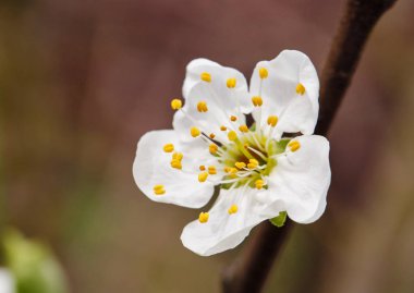 beyaz çiçekler dalda açan