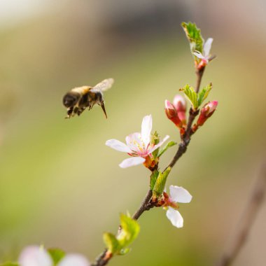 Arı hazırlanıyor tozlaşmak çiçek kiraz çiçek