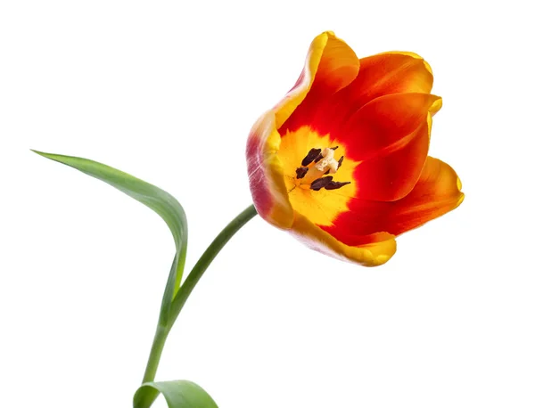 Tulipán fehér háttér — Stock Fotó