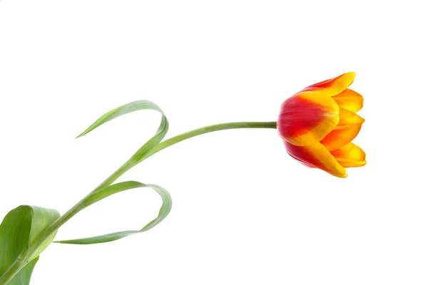 Tulipan na białym tle — Zdjęcie stockowe