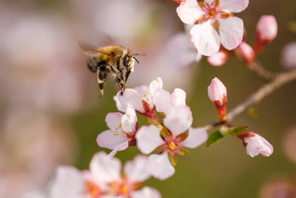 Blommande gren med blomman av körsbärsträd och bee — Stockfoto