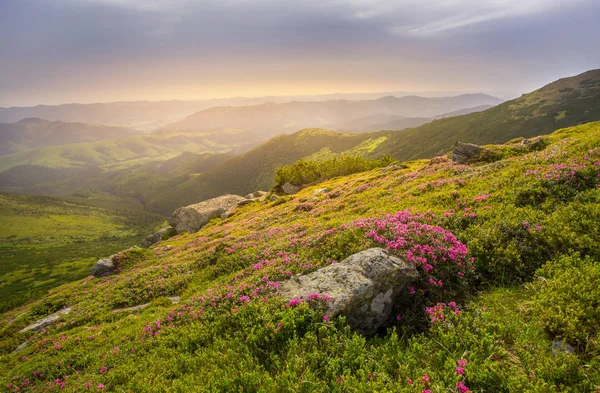El paisaje primaveral en las montañas con la Flor del rododendro — Foto de Stock