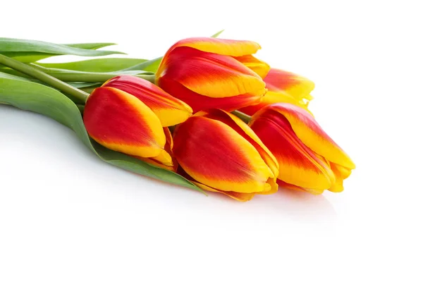 Bunch of tulips  on white background — Stock Photo, Image