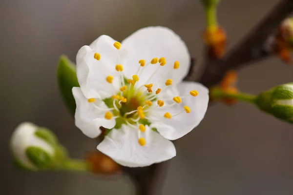 Blossoming branch with flower of cherry — Stock Photo, Image