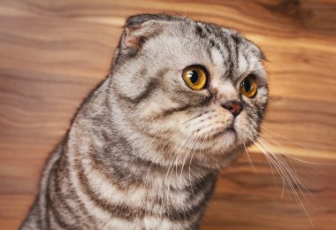 İskoç Fold sarı ile bicolor çizgili kedi gözleri