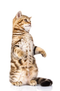 İskoç düz yavru kedi ayakta