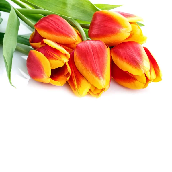 Bouquet of yellow tulips isolated on white background — Stock Photo, Image