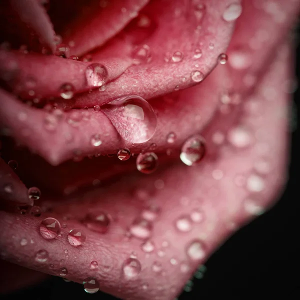 Närbild på Center i vacker rosa ros — Stockfoto