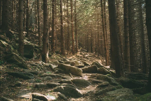 Sendero de montaña en el bosque, raíces de árboles , — Foto de Stock