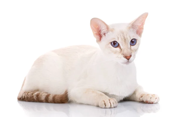 Sziámi macska pózol a fehér háttér — Stock Fotó