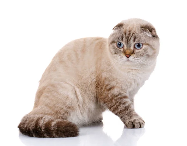 Scottish fold kattunge lögnaktig isolerade — Stockfoto