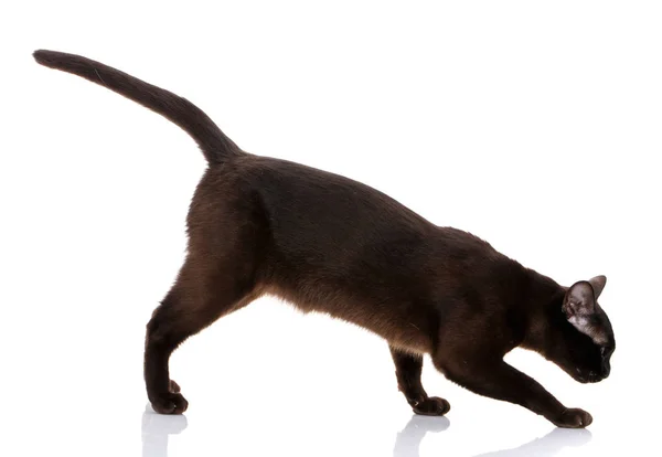 Burmese cat walking on white background — Stock Photo, Image