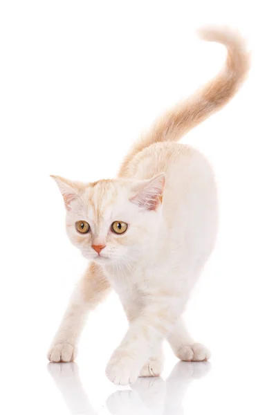 Skót egyenes macska állandó fehér alapon — Stock Fotó
