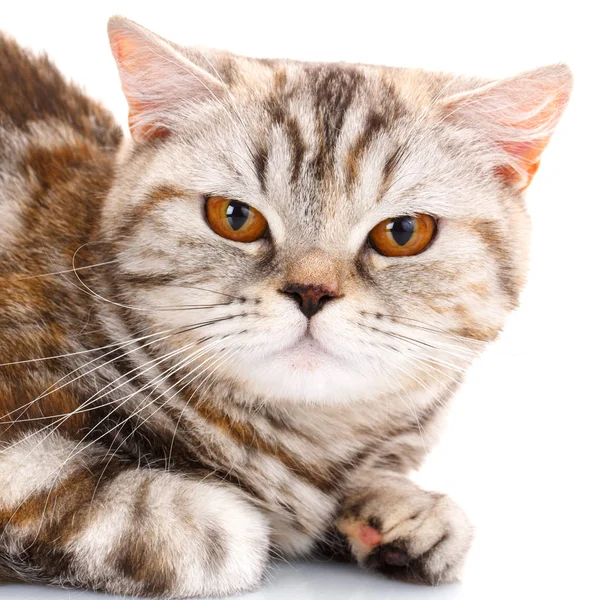 Gato listrado marrom deitado no fundo branco e olhando para cima — Fotografia de Stock