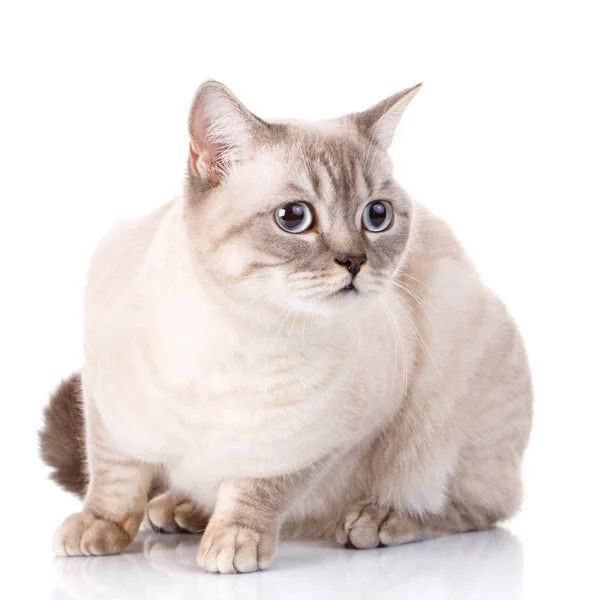 Skót szürke macska, fehér alapon kék szemmel — Stock Fotó