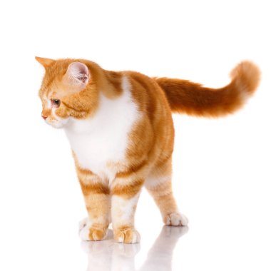 Kızıl saçlı ve beyaz kedi ayakta beyaz bir arka plan üzerinde