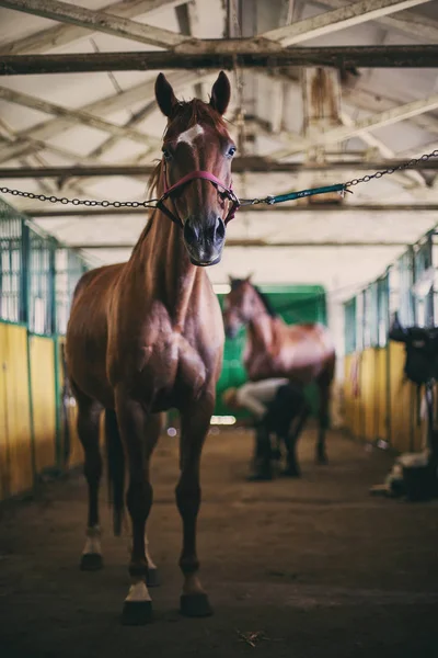 Legato il cavallo alle scuderie — Foto Stock