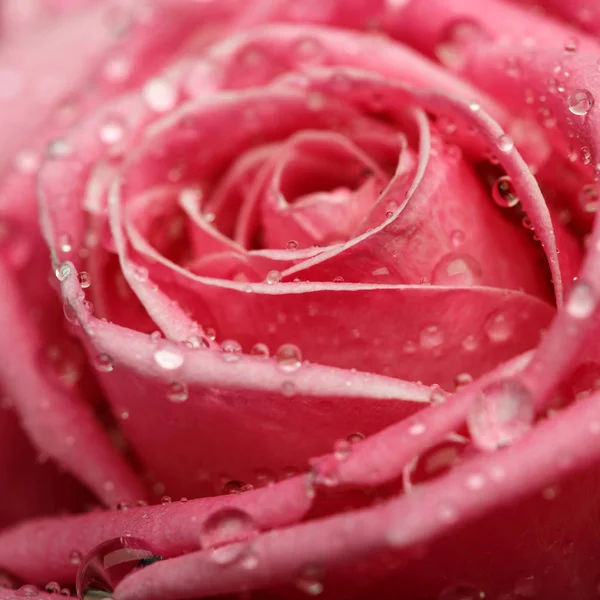 Closeup on Center of Beautiful pink Rose — Stock Photo, Image