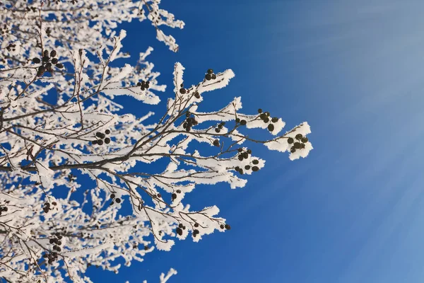 Snöiga frostiga soliga vintern bakgrund — Stockfoto