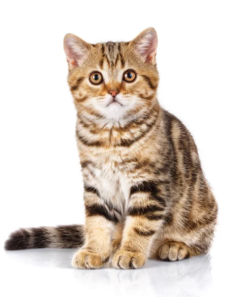 Portrait cat, scottish Straight — Stock Photo, Image