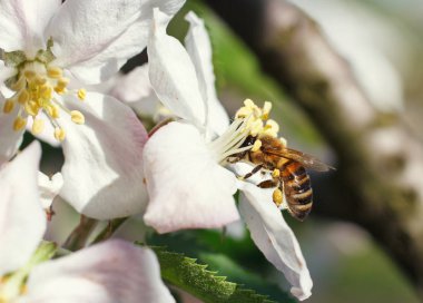 Kiraz çiçekleri bal arısı, yakın çekim