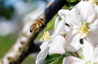 Kiraz çiçekleri bal arısı, yakın çekim