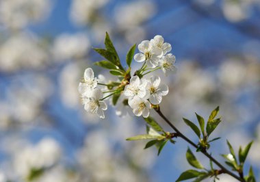 beyaz çiçekler dalda açan