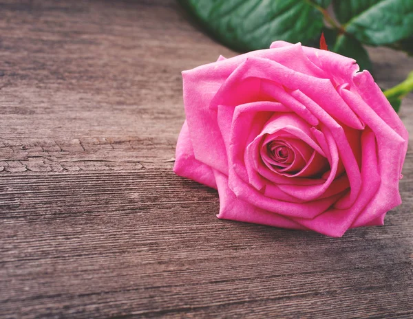 Pink rose head on the wooden background — Stock Photo, Image