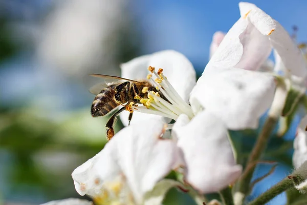 Närbild av honungsbiet i körsbär blommar — Stockfoto