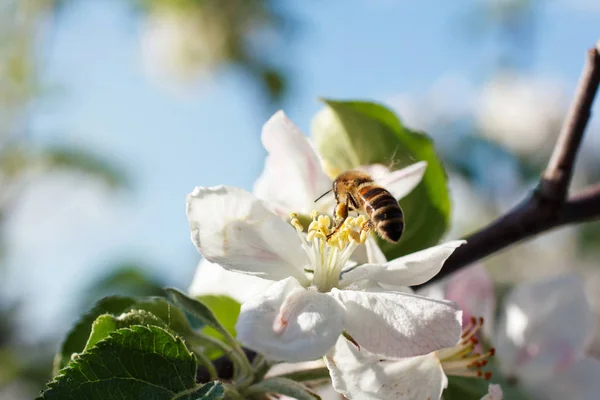 Primo piano delle api mellifere nei fiori di ciliegio — Foto Stock