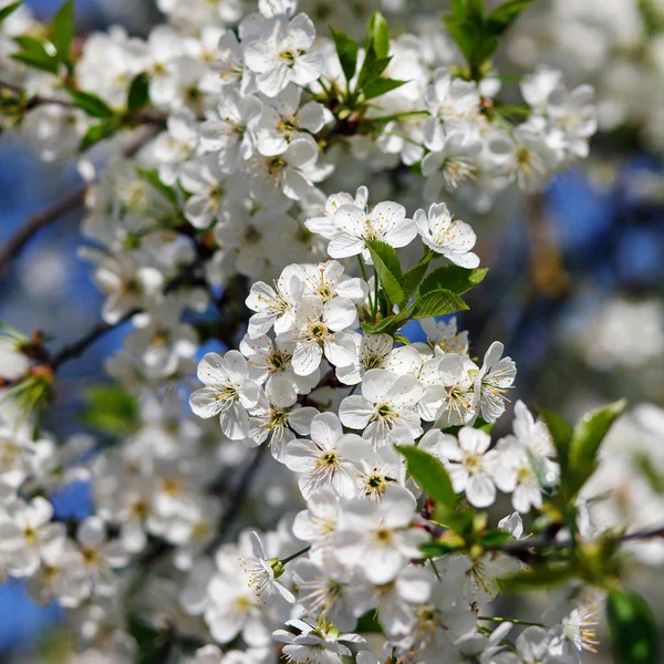 在树枝上的白色花开 — 图库照片