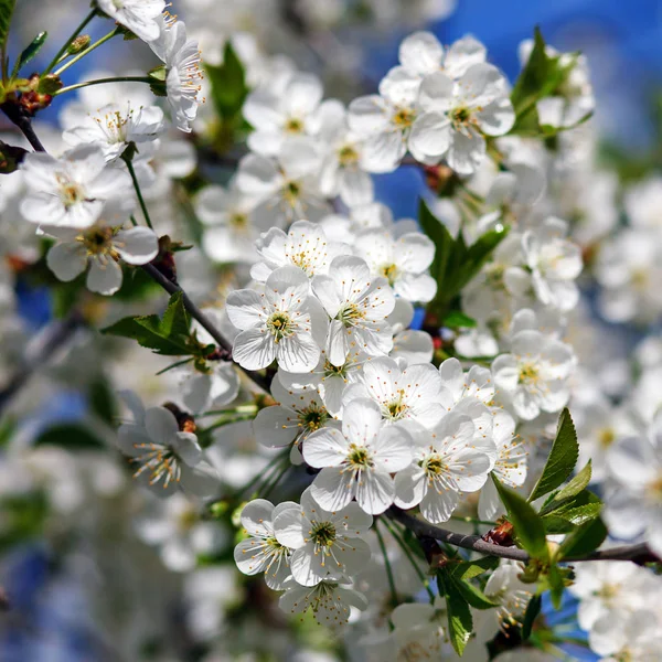 Flores blancas floreciendo en la rama —  Fotos de Stock