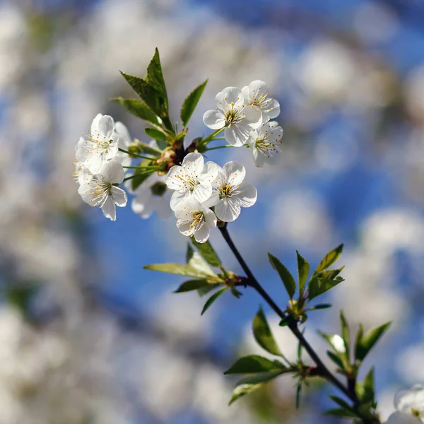 Flores blancas floreciendo en la rama —  Fotos de Stock